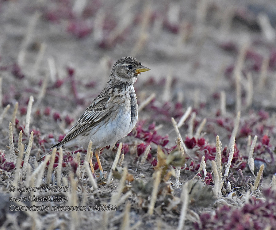 Calandrella rufescens Alaudala Pikkukiuru Pispoletta Flekkdverglerke Dvärglärka