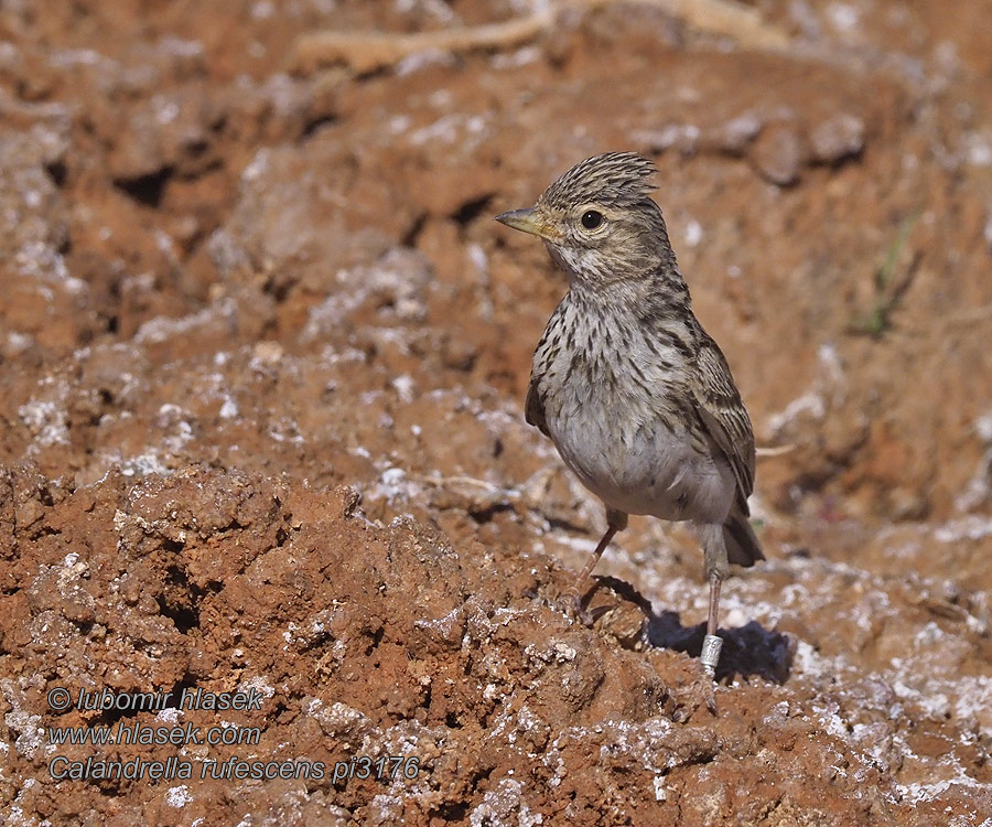 Calandrella rufescens Alaudala Lesser Short-toed Lark Stummellerche