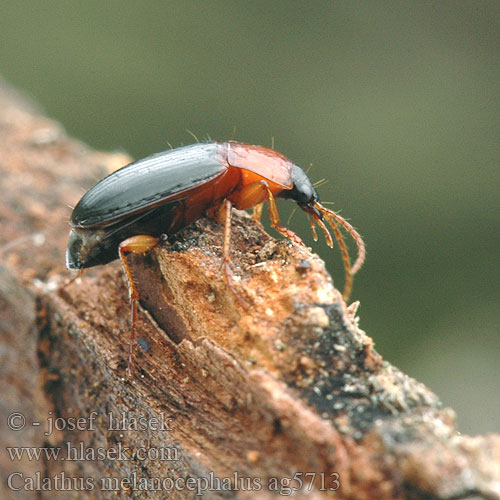 Calathus melanocephalus ag5713