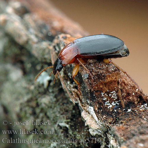 Calathus melanocephalus ag5719