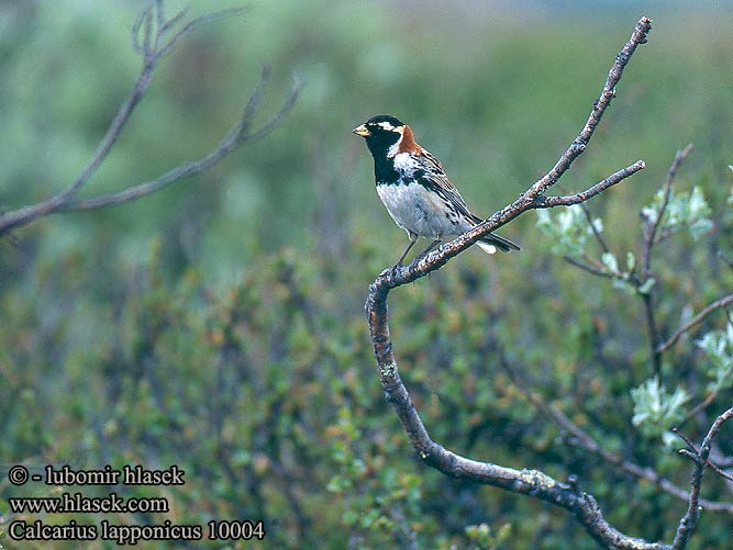 Calcarius lapponicus Lapland Bunting Spornammer