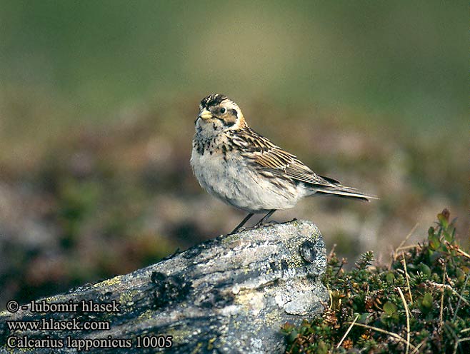 Calcarius lapponicus 10005