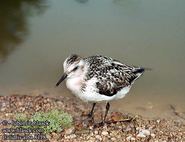 Calidris alba Sanderling Sanderling Bécasseau sanderling