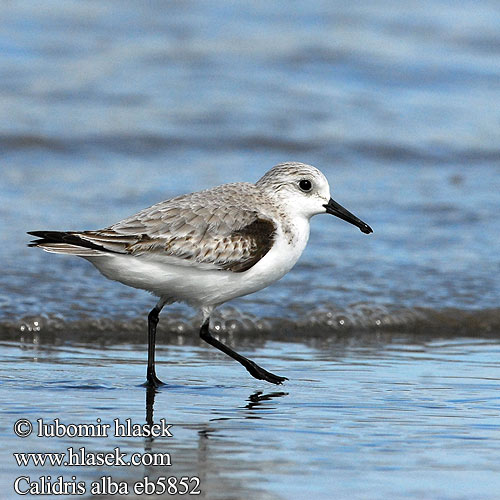 Calidris alba eb5852