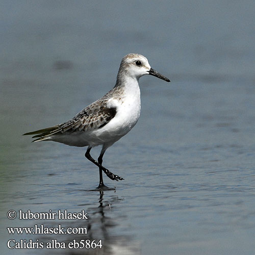 Calidris alba eb5864