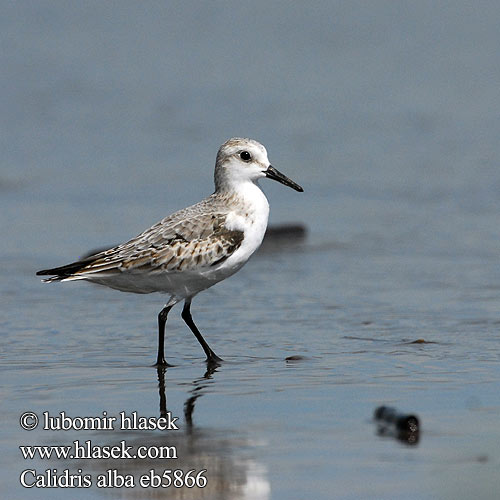 Calidris alba eb5866