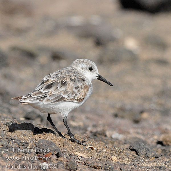 Calidris_alba_fg4781