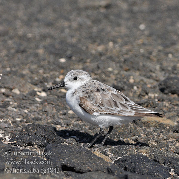 Calidris_alba_fg4843