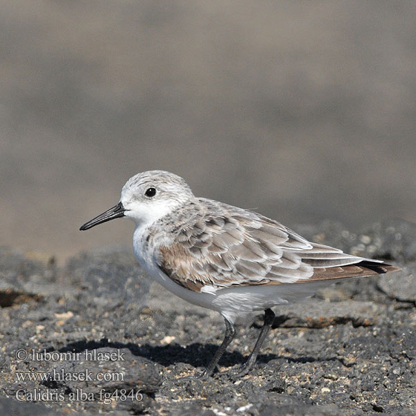 Calidris alba Correlimos Tridáctilo Jespák písečný