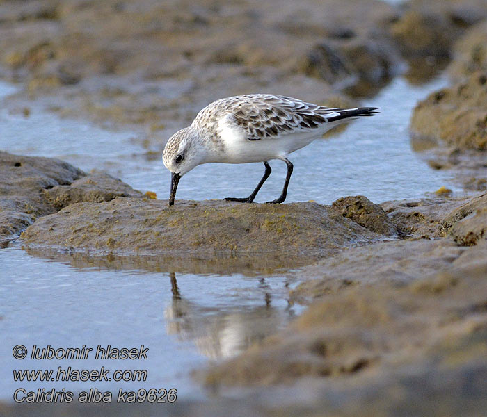 Calidris alba Sanderling