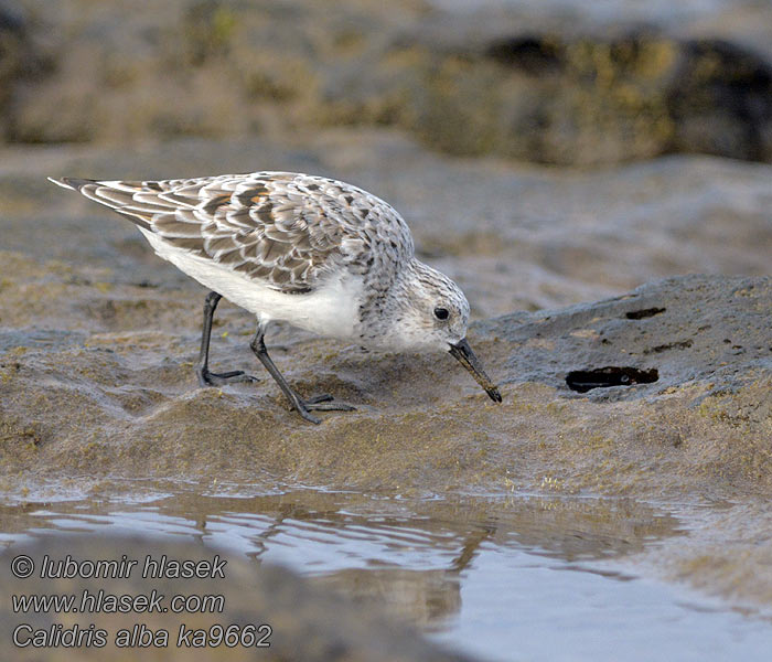 Correlimos Tridáctilo Calidris alba