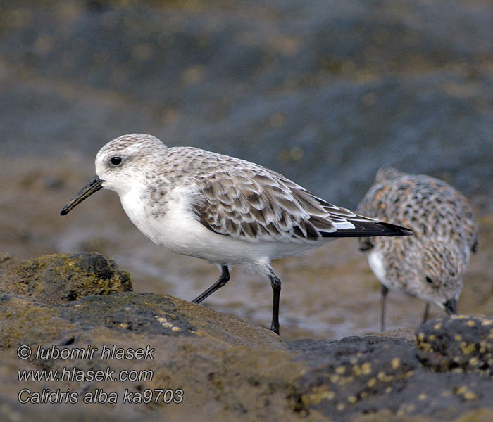 Jespák písečný Calidris alba