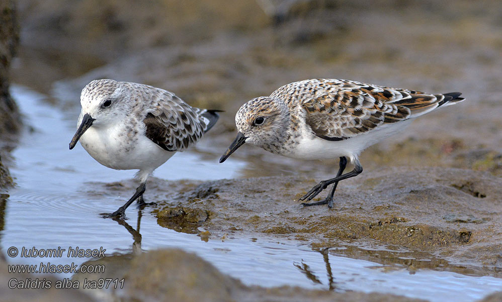 Pilrito-sanderlingo Calidris alba