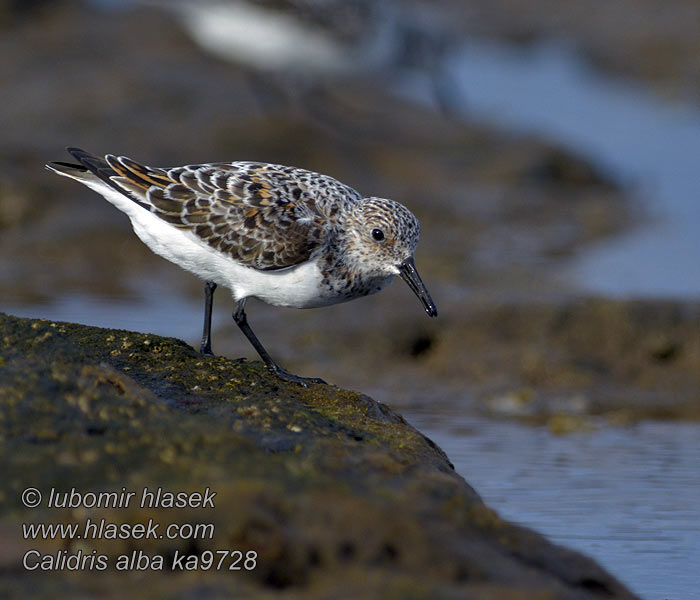 Песчанка Pulmusirri Calidris alba