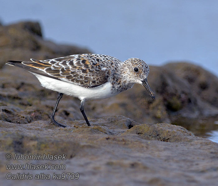 Piaskowiec Calidris alba