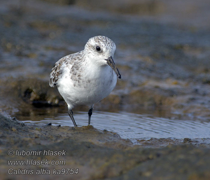 Sandløber Calidris alba