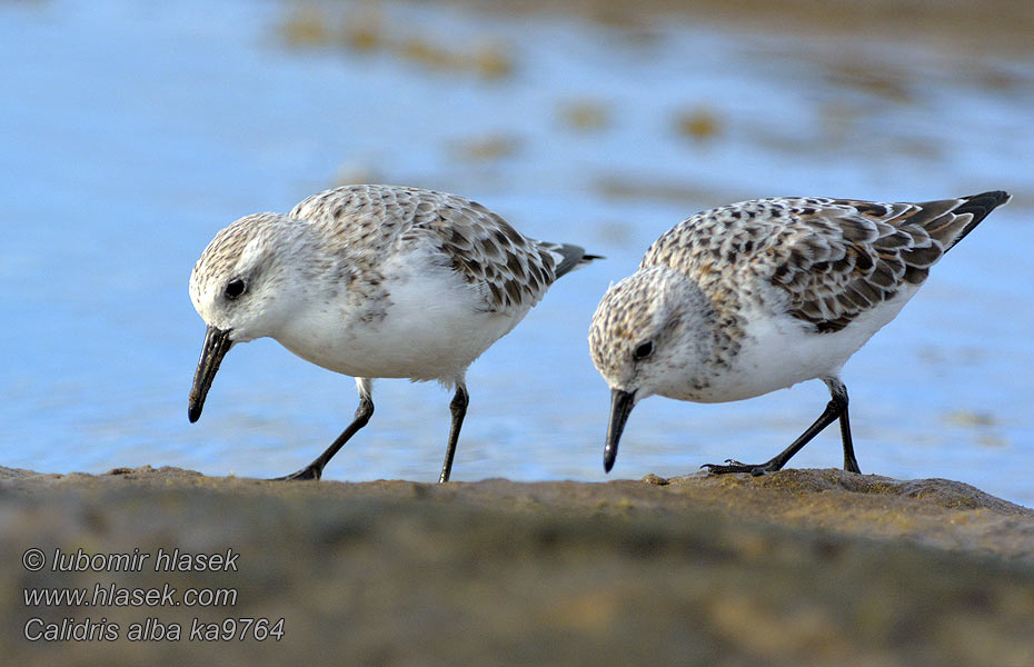 Drieteenstrandloper Calidris alba