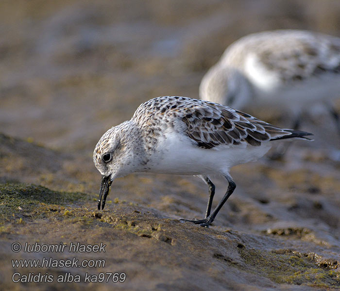 Pulmusirri Calidris alba