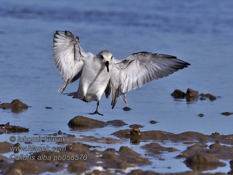 Calidris alb