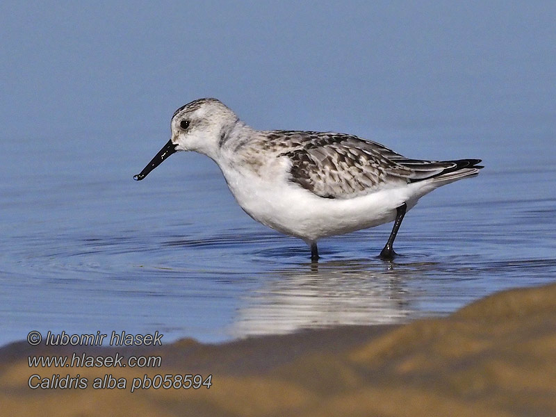 Calidris alb