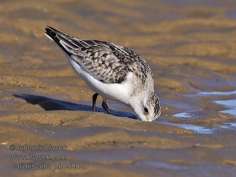 Calidris alb