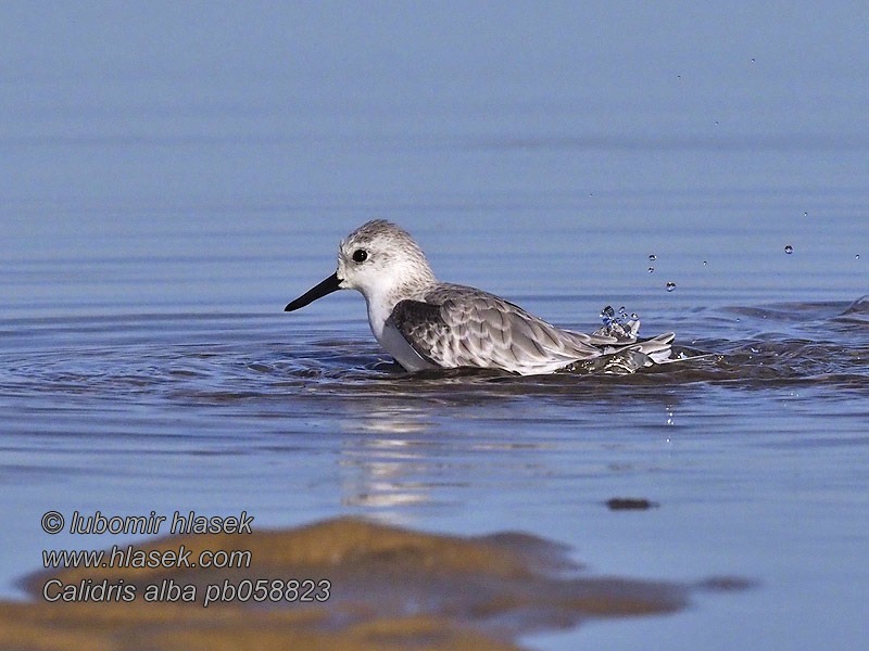 Calidris alb