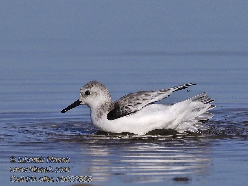 Calidris alb