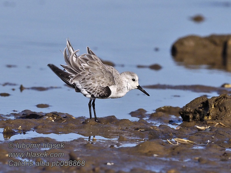 Calidris alb