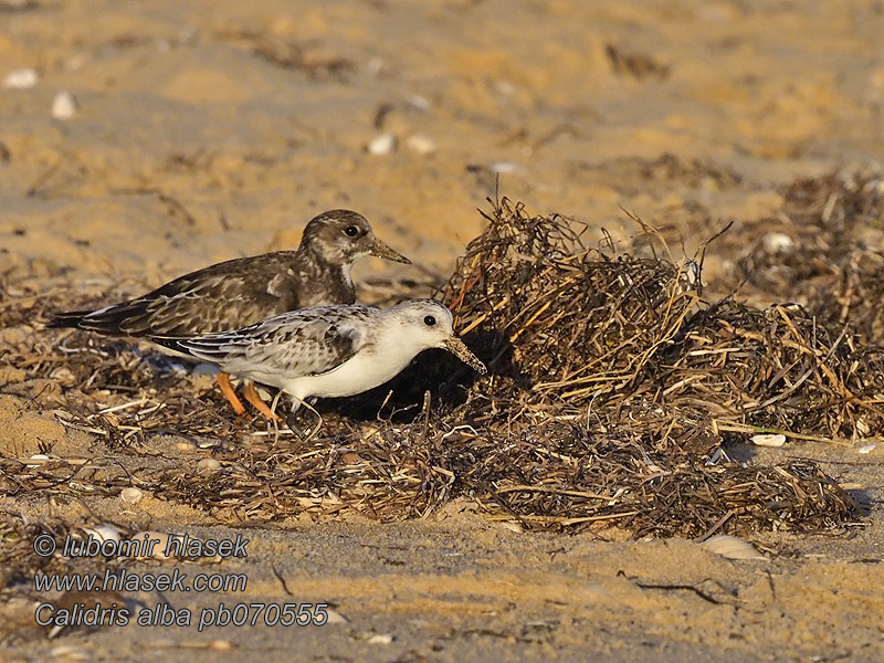 Calidris alb