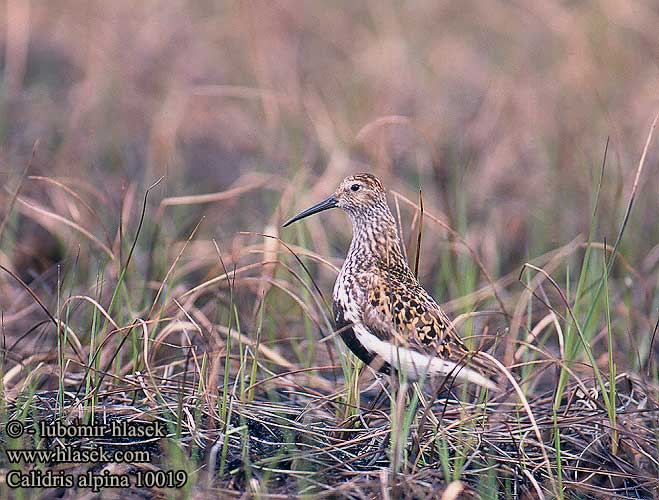 Calidris alpina Dunlin Alpenstrandläufer Bécasseau variable