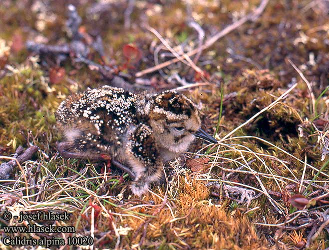 Calidris alpina 10020