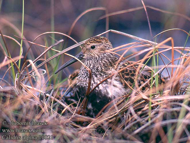 Calidris alpina 10021