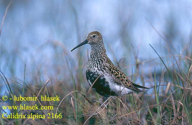 Calidris alpina 2166