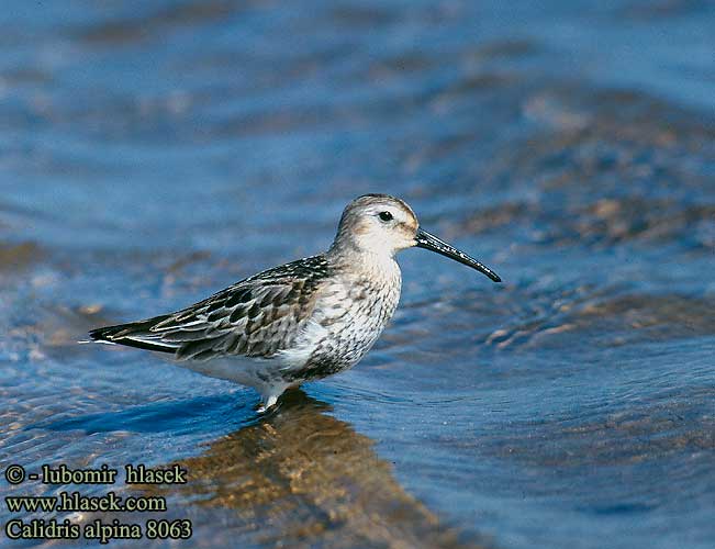 Calidris alpina 8063