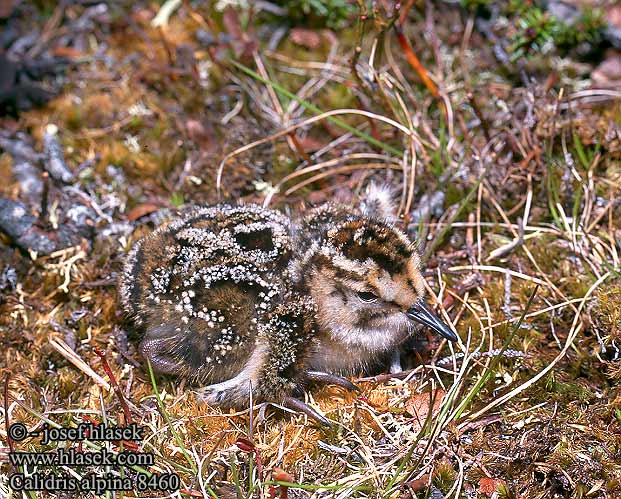 Calidris alpina 8460