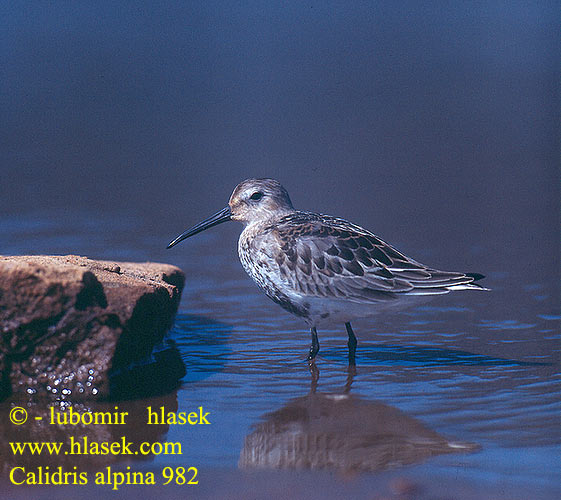 Calidris alpina 982