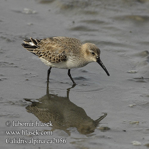 Dunlin Alpenstrandläufer Bécasseau variable Correlimos Común