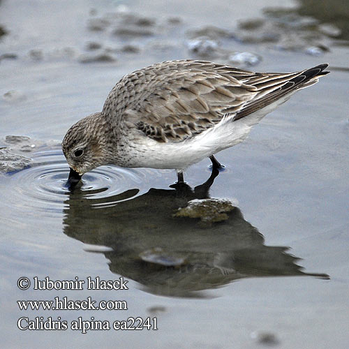 Calidris alpina ea2241