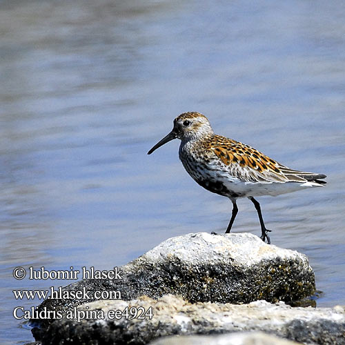 Calidris alpina Jespák obecný