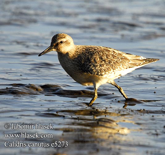 Calidris canutus 紅腹濱鷸 Исландский песочник