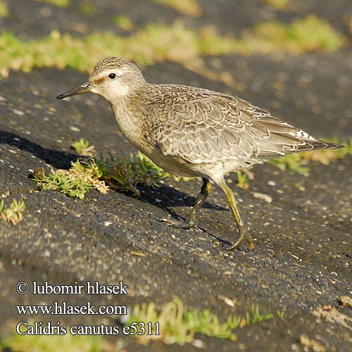 Calidris canutus e5311