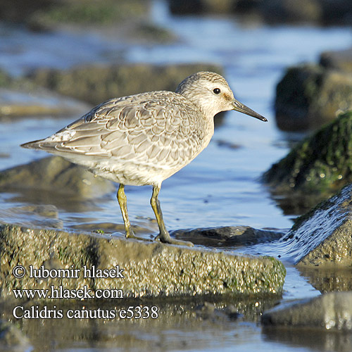 Calidris canutus e5338