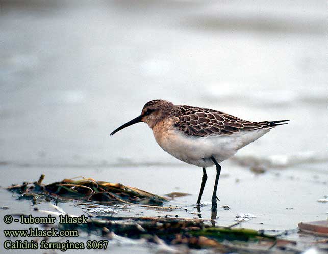 Calidris ferruginea 8067