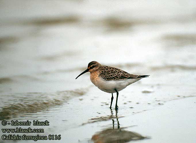 Calidris ferruginea 8116