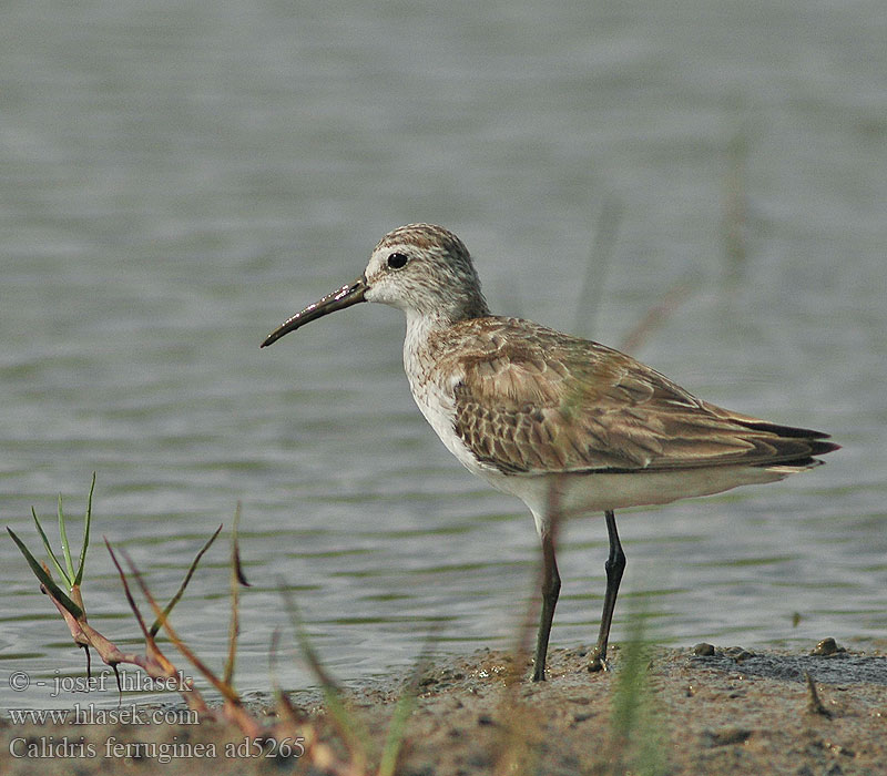 Calidris ferruginea ad5265