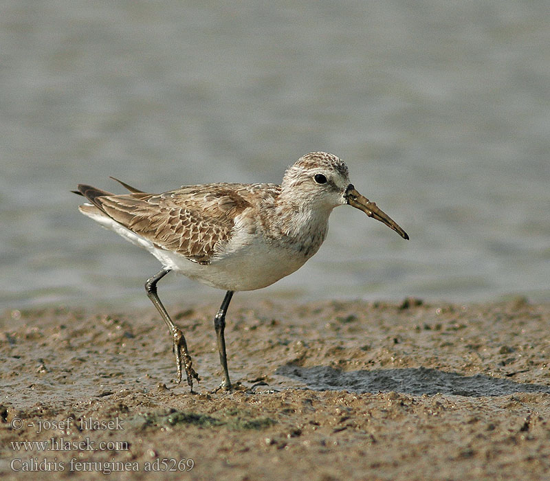 Calidris ferruginea ad5269