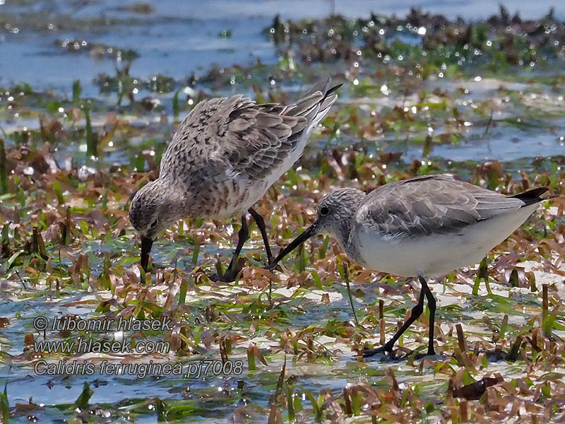 Biegus krzywodzioby Krumnæbbet Ryle Krombekstrandloper Kuovisirri Tundrasnipe Spovsnäppa Pobrežník krivozobý Calidris ferruginea