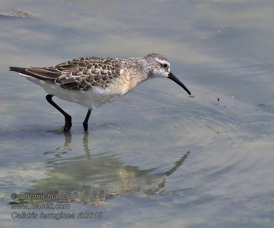 Curlew Sandpiper Sichelstrandläufer Bécasseau cocorli Calidris ferruginea