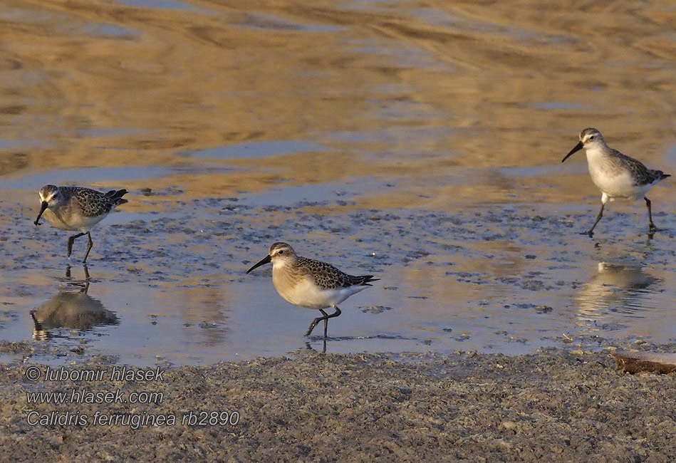 Correlimos Zarapitín jespák křivozobý Calidris ferruginea