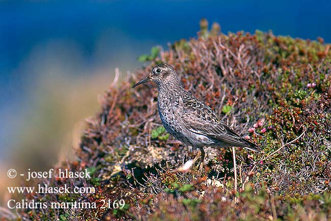 Calidris maritima Purple Sandpiper Meerstranläufer